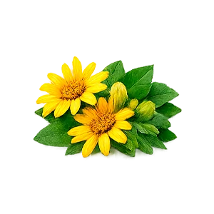 Remonex — Arnika (Arnica montana)