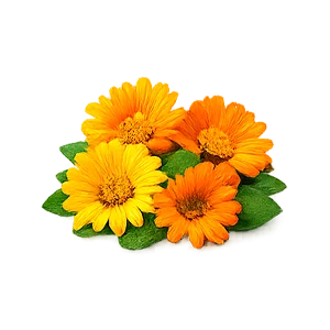 Remonex — Medetka (Calendula officinalis)